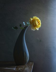 Stimmungsvolle gelbe Rose