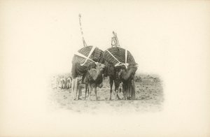 Eine der Ansichten von Algerien von Jules Gervais-Courtellemont von Jules (after) Gervais-Courtellemont