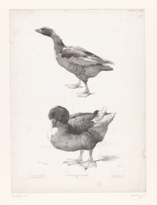 Studie einer Gans und einer Ente