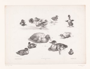 Studien von Enten und Entenküken von Jules Joseph Augustin Laurens