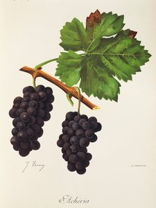 Acheria Traube von J. Troncy