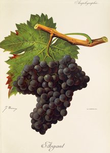 Argant-Traube