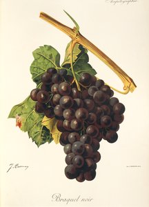 Braquet Noir-Traube