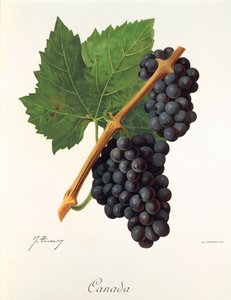Canada-Traube von J. Troncy von Jules Troncy