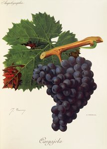 Cargajola Traube