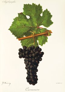 Carmenere-Traube von Jules Troncy