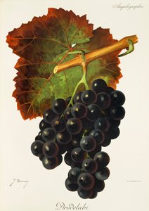 Drodelabi-Traube von Jules Troncy