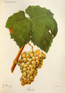 Erdei-Traube