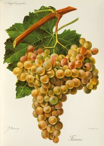 Farana-Traube