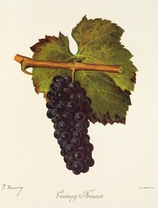 Gamay Freaux-Traube