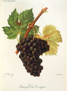 Gamay Tete de Negre Traube von Jules Troncy