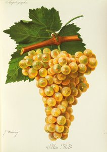 Marsanne-Traube