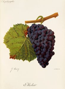 Molar Traube von J. Troncy von Jules Troncy