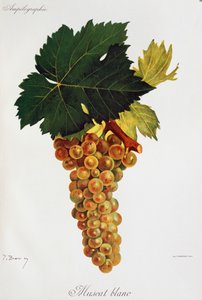 Moscato weiße Trauben aus Ampelographie, Traité général de viticulture, Bd. III, von Pierre Viala und Victor Vermorel, Paris