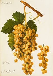 Nebelescol-Traube