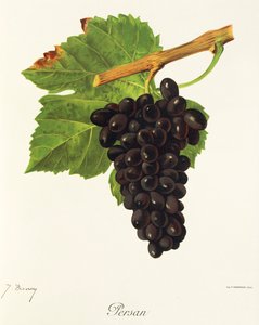 Persan-Traube von Jules Troncy