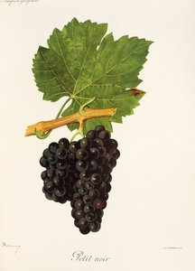 Petit Noir Traube von J. Troncy von Jules Troncy