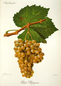 Petit Pelegarie-Traube von J. Troncy von Jules Troncy