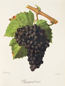 Piquepoul Noir-Traube von Jules Troncy