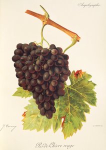 Pis-de-Chevre Rouge Traube von Jules Troncy