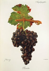 Pointu-Traube von Jules Troncy