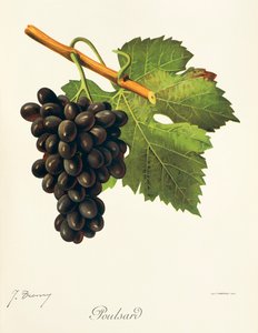 Poulsard-Traube von Jules Troncy