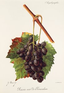 Raisin Noir de Jerusalem-Traube von Jules Troncy