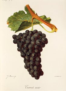 Terret Noir Traube von Jules Troncy