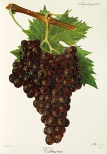 Tibouren Traube von J. Troncy