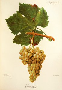 Trouchet Traube