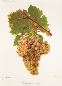 Valteliner Rouge-Traube von Jules Troncy