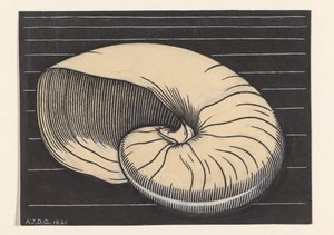 Nautilusschale