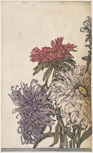 Chrysanthemen