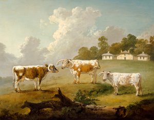 Drei Langhornrinder in der Landschaft