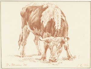 Weidender Ochse