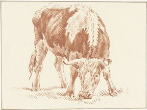 Weidender Ochse