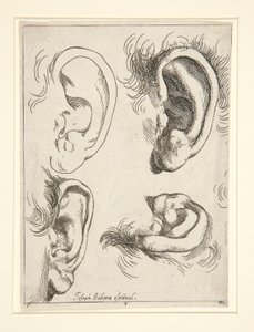 Studien von vier Ohren von Jusepe de Ribera