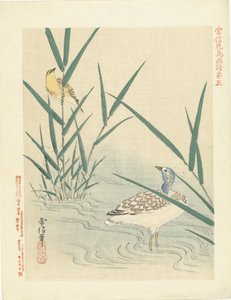 Wasservogel schaut auf gelben Singvogel von Kano Tsunenobu