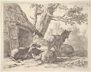 Vier Schafe, eines steht unter drei anderen, die auf dem Boden neben einem Schuppen liegen, 1658