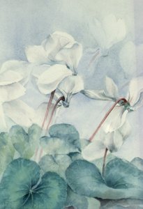 Cyclamen, Triumph Weiß