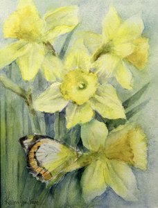 Delias Mysis (Union Jack) Schmetterling auf Narzissen