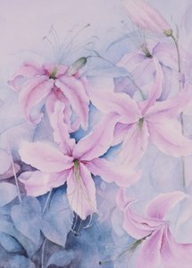 Lilien, rosa Auratum