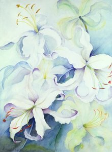 Lilium, Imperial Gold von Karen Armitage