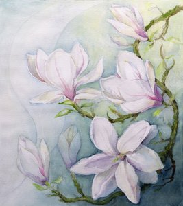 Magnolien