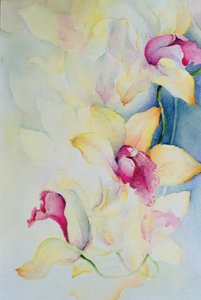 Orchidee, Cymbidium, Prinz Charles