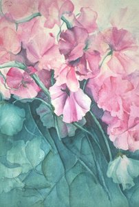 Duftwicken, Pink Pride (vertikal)