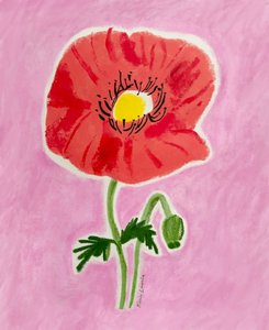 Rote Mohnblüte