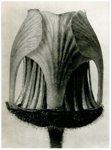 Geum Rivale, 1929 von Karl Blossfeldt