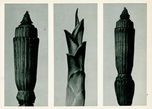 Schachtelhalm, 1929