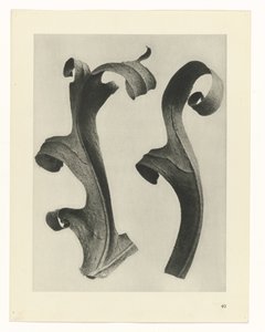 Pflanzenstudien (Urformen der Kunst: photographische Pflanzenbilder) von Karl Blossfeldt